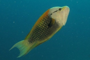 Epibulus insidiator